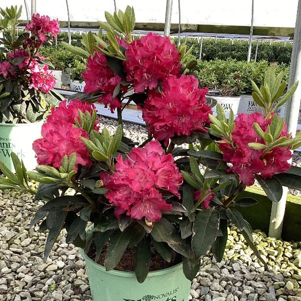 Potted Holdens Rhododendron flowering in a greenhouse setting with gravel and plants in the background