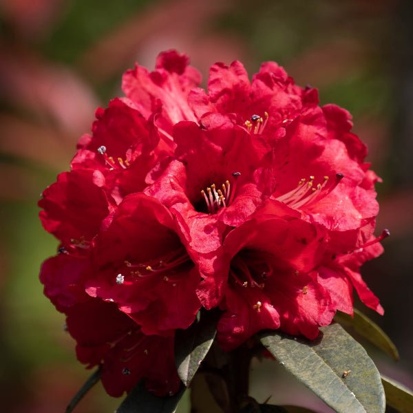 Holden’s Red Rhododendron