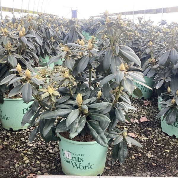 Holden's Fuchsia Rhododendron in Pot