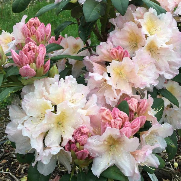 Holden's™ Peach Rhododendron Blooms