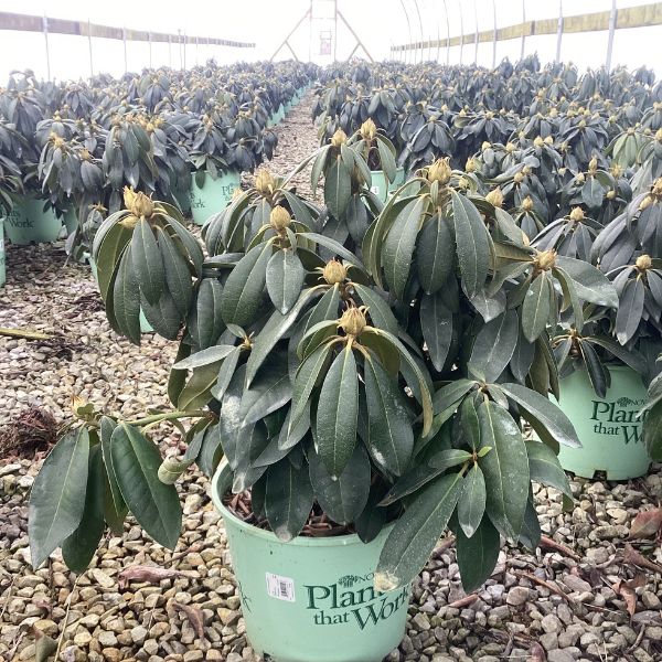 Holden's™ Pink Flare Rhododendron in Pot