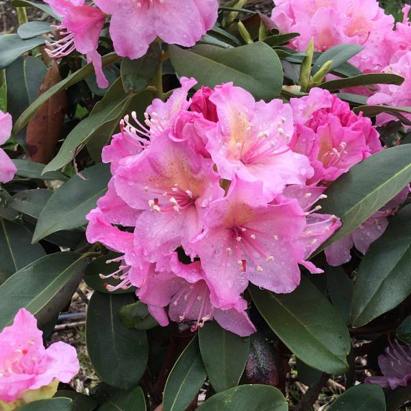 Holden's™ Pink Rhododendron Close Up Bloom
