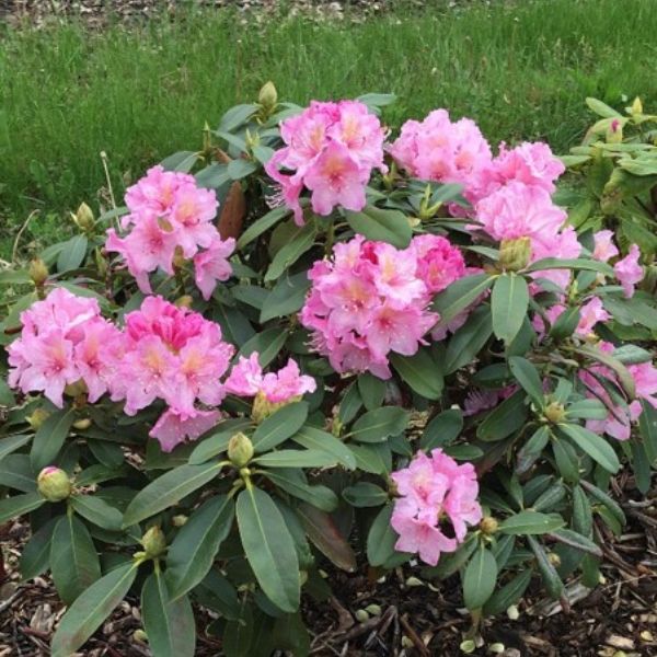 Holden's™ Pink Rhododendron Blooming