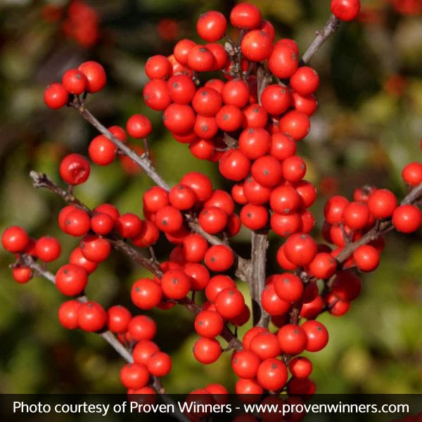 Berry Heavy® Winterberry Holly | Buy at NatureHills.com