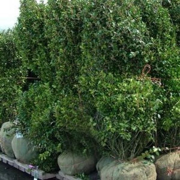 Close-up of white ilex flowers on Blue Prince Holly blooming in late spring.