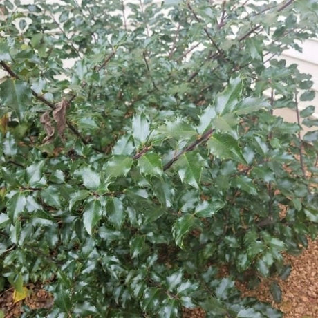 Close-up of white ilex flowers on China Boy® Holly blooming in late spring.