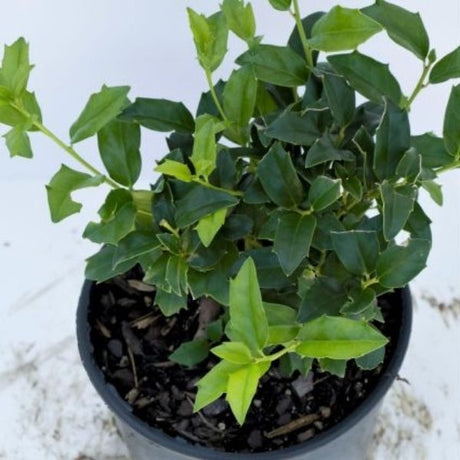 Evergreen foliage of China Boy® Holly (Ilex x meserveae 'Mesdob') in a garden setting.