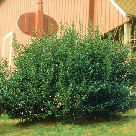 China Boy® Holly (Ilex x meserveae 'Mesdob'), a shrub featuring white flowers and evergreen.