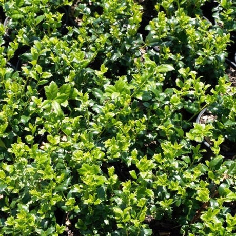 Broad-Leaved Evergreen foliage of China Girl® Holly (Ilex x meserveae 'Mesog') in a garden setting.