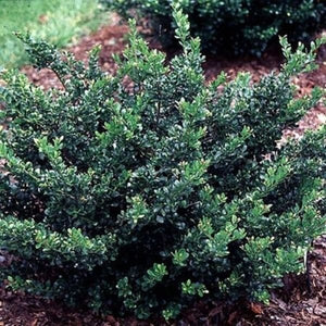 Compact Japanese Holly (Ilex crenata 'Compacta'), a shrub featuring white flowers and broad-leaved evergreen.
