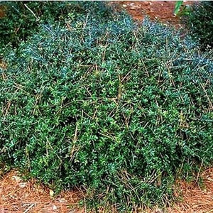 Close-up of white, green ilex flowers on Dwarf Yaupon Holly blooming in late spring.