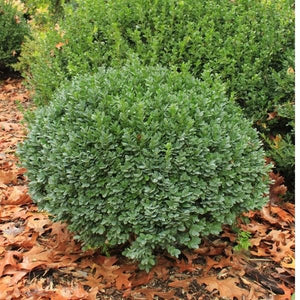 Broad-Leaved Evergreen foliage of Dwarf Yaupon Holly (Ilex vomitoria 'Nana') in a garden setting.