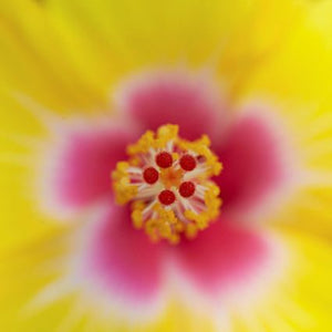 Hollywood? Hibiscus Chatty Cathy?