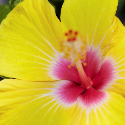 Hollywood? Hibiscus Chatty Cathy?