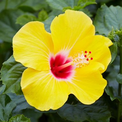 Hollywood? Hibiscus Chatty Cathy?