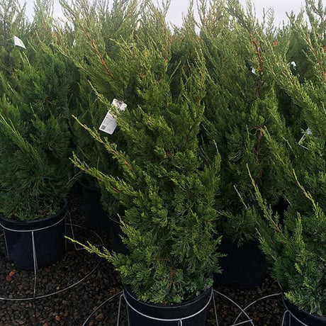 Hollywood Juniper Bush - Bush - Nature Hills Nursery - 5 Container - 