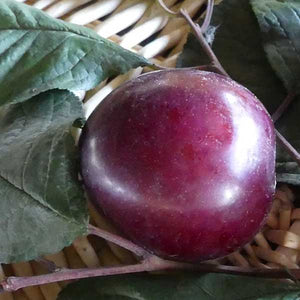 Hollywood Plum Tree - Nature Hills Nursery - #3 Container 2 - 3 Feet - 