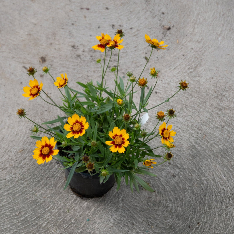 Lil Bang Daybreak Coreopsis in bloom in a quart nursery pot