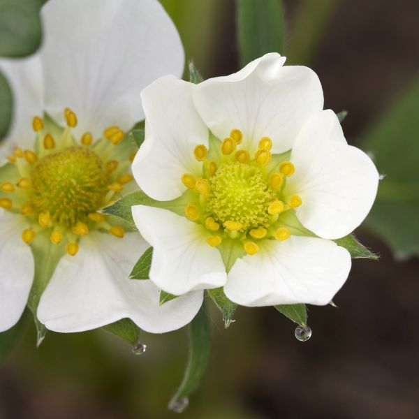 Honeoye June-Bearing Strawberry Plant