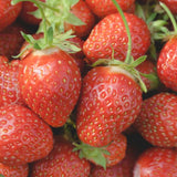 Honeoye Strawberry berries