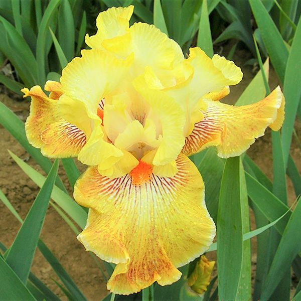 Honey Fruit Cocktail Tall Bearded Iris - Nature Hills Nursery - Bare Root Iris - 