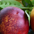 Honey Kist&reg; Nectarine Tree - Nature Hills Nursery - #3 Container 3 - 4 Feet - 