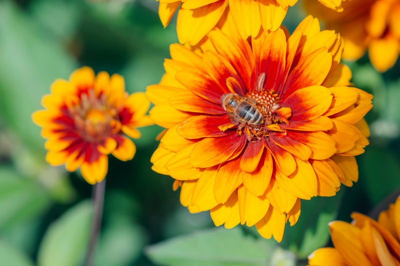 A close-up shot of a honeybee gathering pollen on a vibrant orange and yellow blanket flower in a garden.