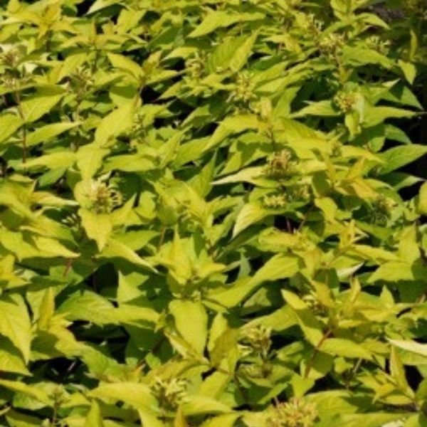 Honeybee&trade; Bush Honeysuckle - Nature Hills Nursery - #3 Container - 