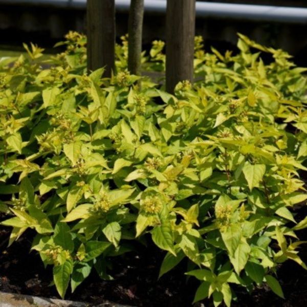 Honeybee&trade; Bush Honeysuckle - Nature Hills Nursery - #3 Container - 