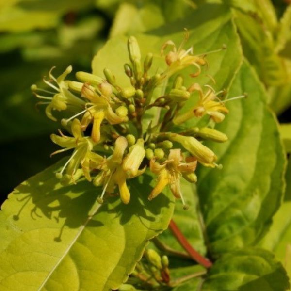 Honeybee&trade; Bush Honeysuckle - Nature Hills Nursery - #3 Container - 