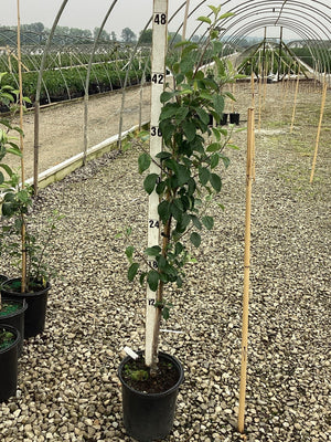 Honeycrisp Apple Tree