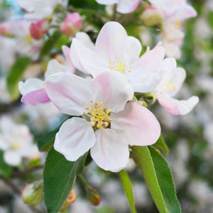 Close-up of white malus flowers on Honeycrisp Apple Tree blooming in late spring.