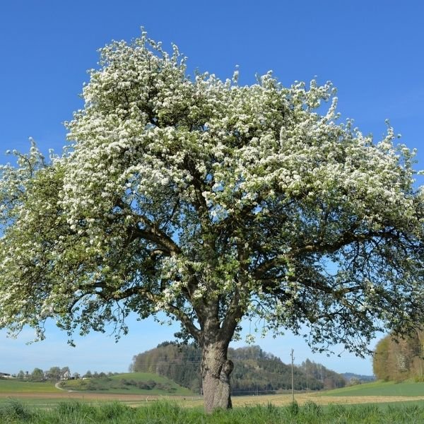 Deciduous foliage of Honeycrisp Apple Tree (Malus 'Honeycrisp') in a garden setting.