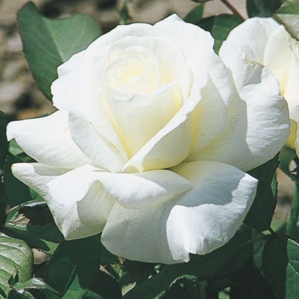 Honor™ Hybrid Tea Rose (Rosa 'Jacolite'), a shrub featuring white flowers and deciduous.
