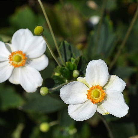 Close-up of white anemone flowers on Honorine Jobert Japanese Anemone.