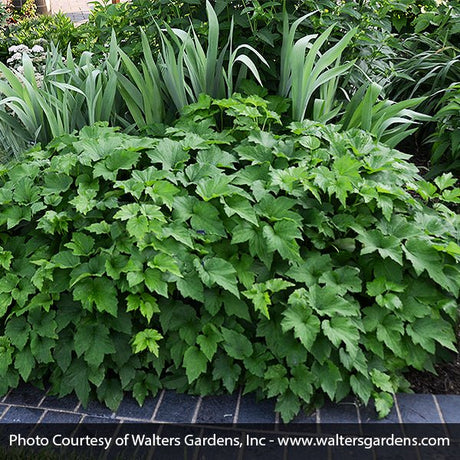 Perennial foliage of Honorine Jobert Japanese Anemone (Anemone x 'Honorine Jobert') in a garden setting.