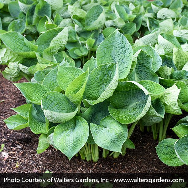 Close-up of white hosta flowers on Abiqua Drinking Gourd Hosta blooming in late summer to early fall.