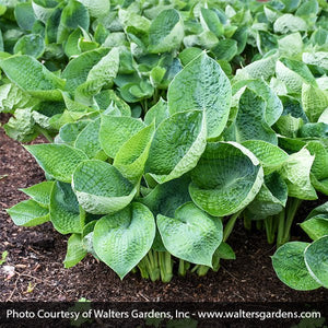 Close-up of white hosta flowers on Abiqua Drinking Gourd Hosta blooming in late summer to early fall.