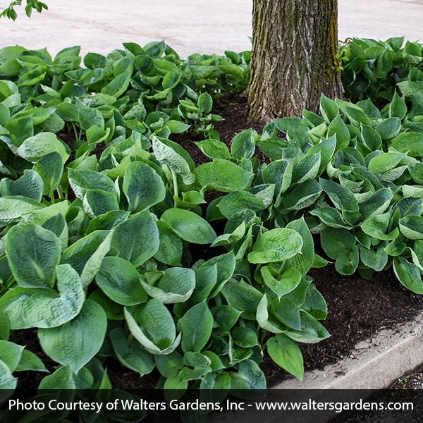 Perennial foliage of Abiqua Drinking Gourd Hosta (Hosta 'Abiqua Drinking Gourd') in a garden setting.