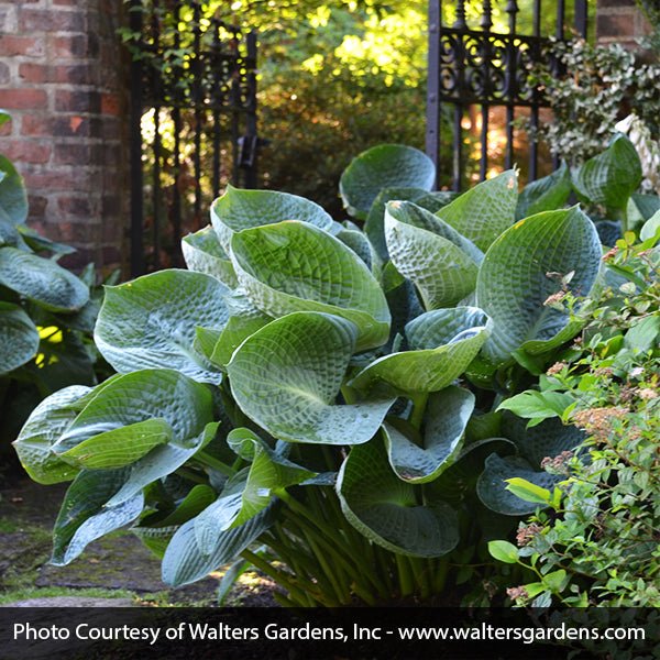 Abiqua Drinking Gourd Hosta (Hosta 'Abiqua Drinking Gourd'), a perennial featuring white flowers and perennial.