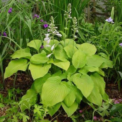 Perennial foliage of August Moon Hosta (Hosta 'August Moon') in a garden setting.