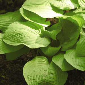 August Moon Hosta (Hosta 'August Moon') growing in a garden landscape, showing mature perennial form.