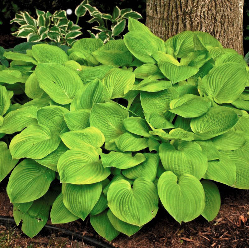 August Moon Hosta (Hosta 'August Moon'), a perennial featuring purple flowers and perennial.