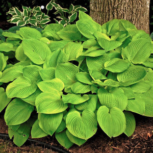 August Moon Hosta (Hosta 'August Moon'), a perennial featuring purple flowers and perennial.