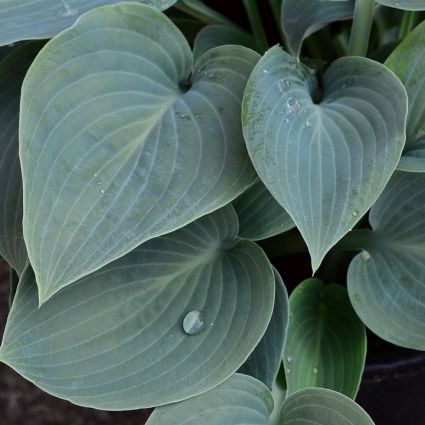 Big Daddy Hosta (Hosta 'Big Daddy'), a perennial featuring white flowers and perennial.