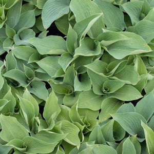 Blue Angel Hosta (Hosta 'Blue Angel'), a perennial featuring purple, white flowers and perennial.