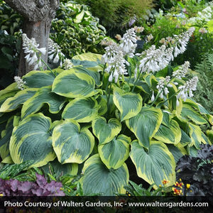 Close-up of purple hosta flowers on Earth Angel Hosta blooming in early summer to late summer.