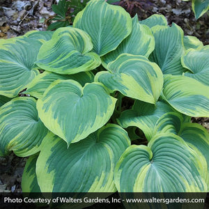 Earth Angel Hosta (Hosta 'Earth Angel'), a perennial featuring purple flowers and perennial.