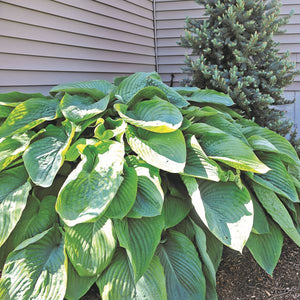 Empress Wu Hosta (Hosta 'Empress Wu') planted in a residential landscape.
