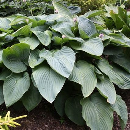 Close-up of purple hosta flowers on Empress Wu Hosta blooming in late summer to early fall.
